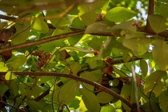 Philothamnus punctatus