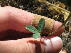 Trifolium ciliolatum