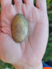 Uniomerus tetralasmus