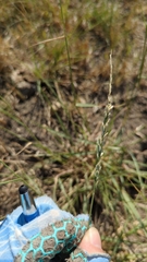 Tridens albescens