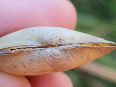 Uniomerus tetralasmus