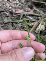 Carex phalaroides