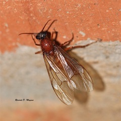 Labidus coecus