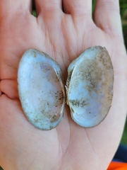 Uniomerus tetralasmus