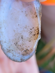 Uniomerus tetralasmus