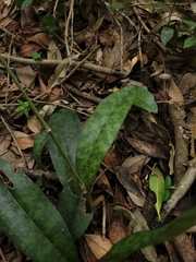 Eulophia maculata