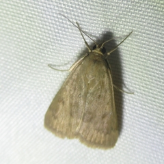Achyra rantalis