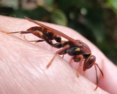 Polistes versicolor