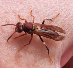 Polistes versicolor