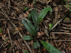 Eulophia maculata