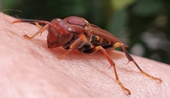 Polistes versicolor