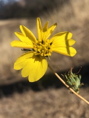 Calycadenia truncata