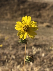 Calycadenia truncata