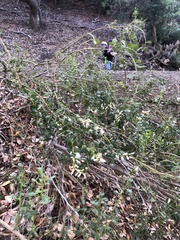 Baccharis pilularis