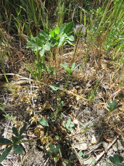 Trifolium ciliolatum