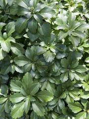 Pachysandra terminalis
