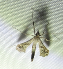 Lineodes integra