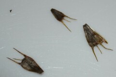 Bidens tripartita