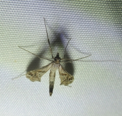Lineodes integra