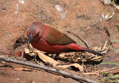 Lagonosticta rhodopareia