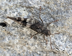 Oedipoda germanica