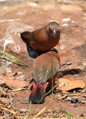Lagonosticta rhodopareia