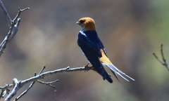 Cecropis abyssinica