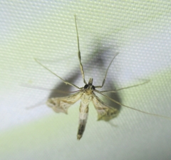 Lineodes integra