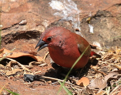 Lagonosticta rhodopareia