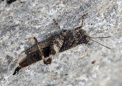 Oedipoda germanica