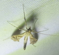 Lineodes integra