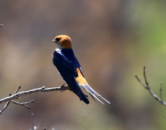 Cecropis abyssinica
