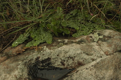 Evolvulus prostratus