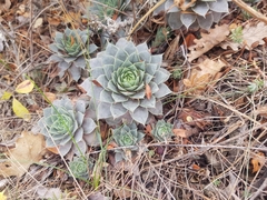 Sempervivum tectorum