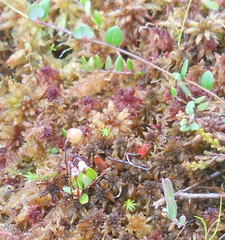 Vaccinium microcarpum