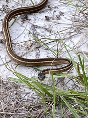 Thamnophis saurita