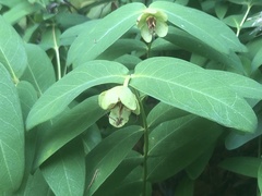 Hypericum calycinum