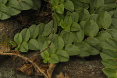 Evolvulus prostratus