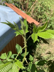 Rubus pensilvanicus