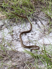 Thamnophis saurita