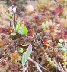 Vaccinium microcarpum