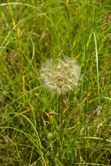 Tragopogon pratensis