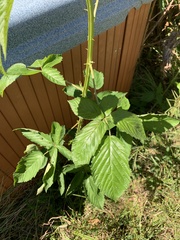 Rubus pensilvanicus