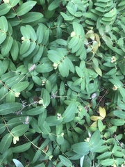 Hypericum calycinum