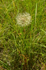Tragopogon pratensis