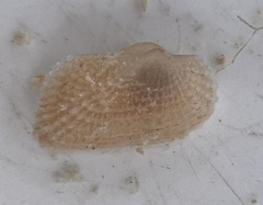Arcopsis adamsi