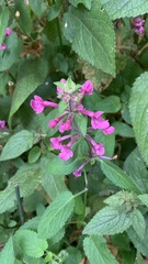 Stachys chamissonis