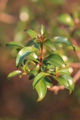 Heteropyxis natalensis