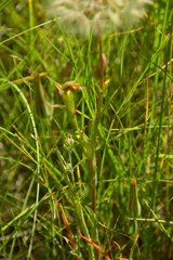 Tragopogon pratensis