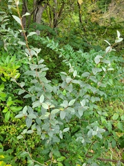 Elaeagnus umbellata